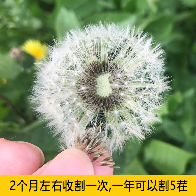 蒲公英种子野生蒲公英种籽新鲜中药材食用婆婆丁籽四季盆栽蔬菜