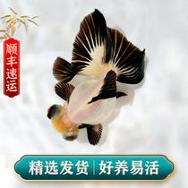 Butterfly Tail Goldfish Live Fish Boutique Black & White Panda Butterfly Tricolour Red Packet Gold Fresh Water Cold Water Ornamental Fish Dragon Clear Butterfly Tail