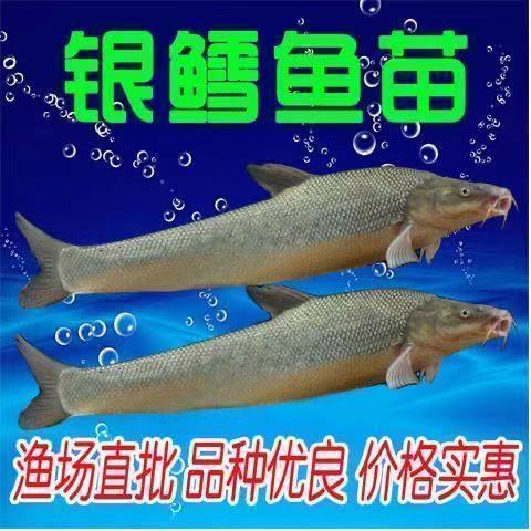 湖北银鳕鱼苗淡水鱼苗养殖食用大鳞鲃小鱼苗鳕鱼苗观赏银雪活鱼苗-图0