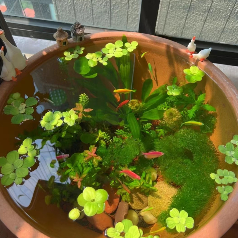 古法养鱼材料净化水质无泥水草造景套餐绿九冠绿菊蜈蚣草芙蓉浮萍 - 图0