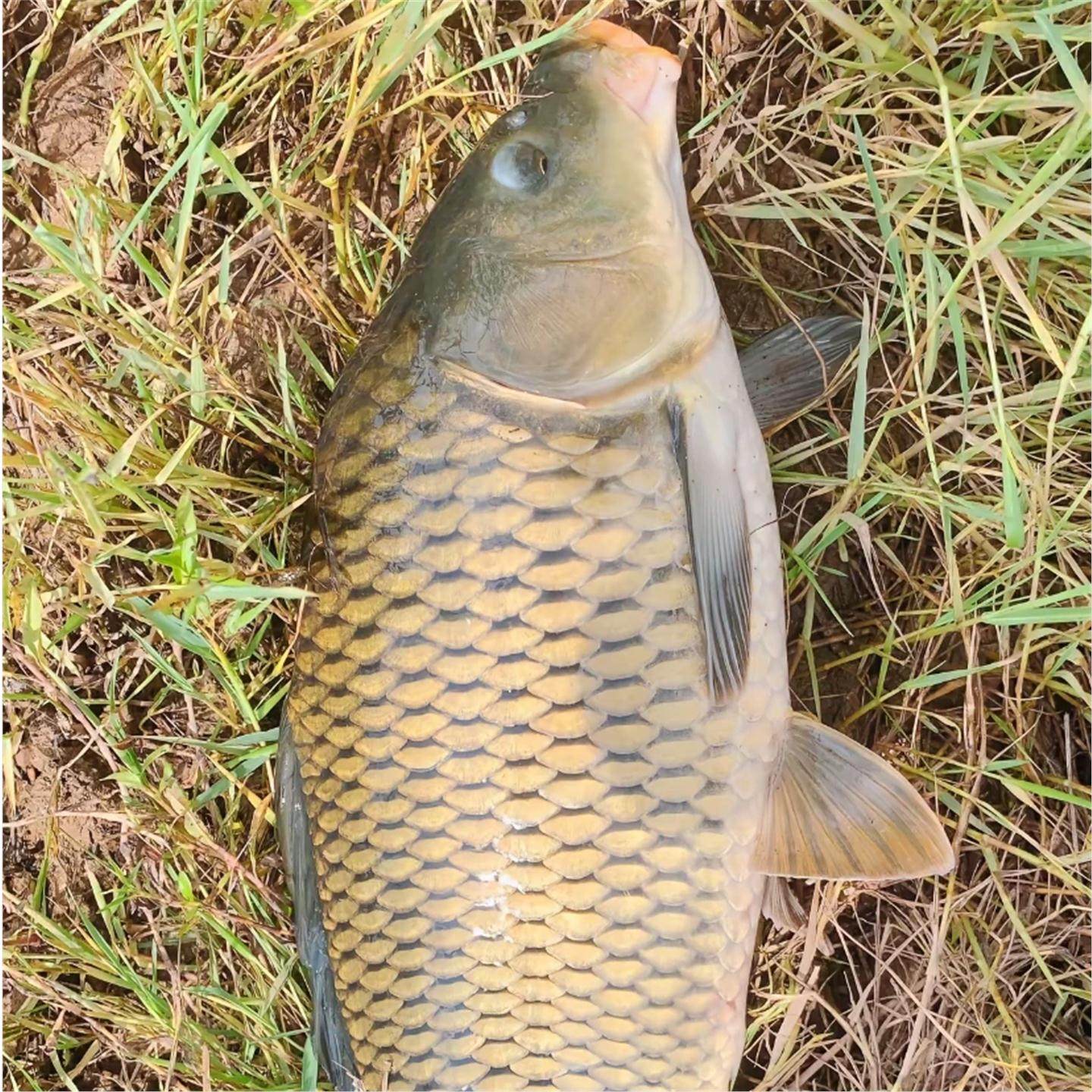 酒牛窝血麦粒诱钓鲤鱼草鱼鲫鱼鳊鱼野钓野河水库通用挂钩简单,淘宝优惠券,粉丝福利购,淘宝优惠卷