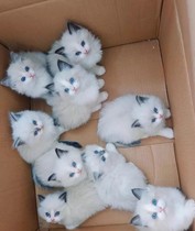 Pure Breeder Puppet Cat Young Cat Sea Double Blue Double Kitty Cub Racing Class Long Mauxian Female Cat Pet Kitty Kitten Khaki Mi