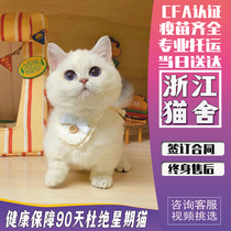 (Zhejiang Cat House) British Short Hairy Cat Pure Breeds Silver White Young Cat Gold Dot Silver Dot Pet Cat Kitty