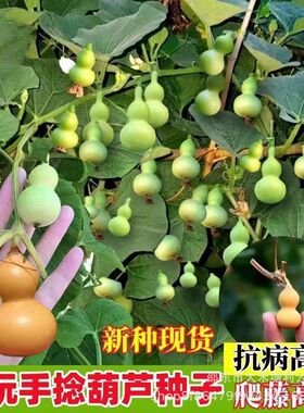 小手捻葫芦种子盆栽四季种植庭院阳台爬藤植物种子室内绿色葫芦籽