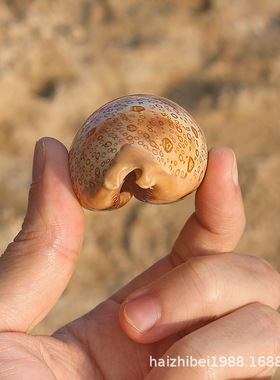 百眼宝螺天然小海螺贝壳收藏工艺品标本鱼缸造景装饰家居摆件