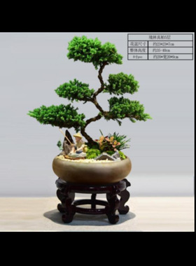 境林艺术5层真柏造型盆景桌面盆栽绿植开业礼品装饰植物摆件