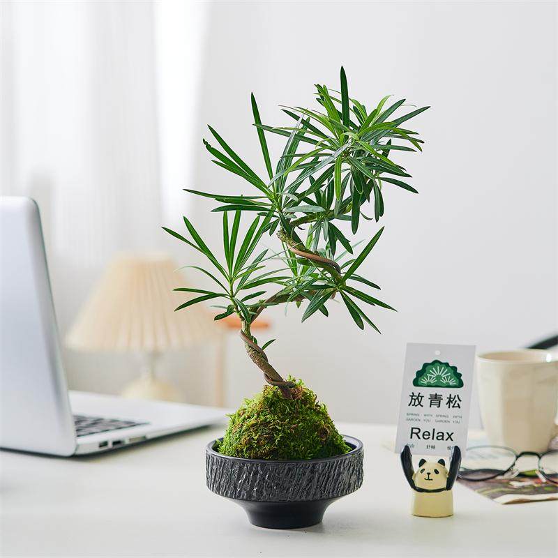 苔藓球罗汉松造型老桩水培植物室内办公室茶室客厅桌面绿植小盆景,淘宝优惠券,粉丝福利购,淘宝优惠卷