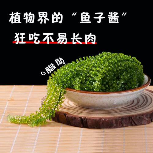 新鲜海葡萄即食海藻长寿菜海带寿司绿色鱼子酱100克 - 图2