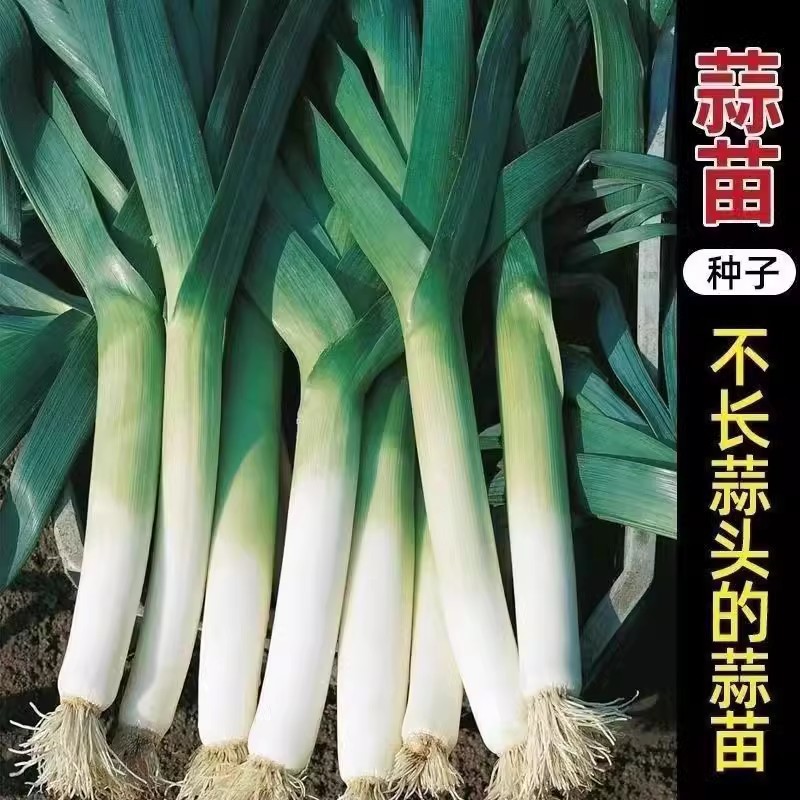 白根宽叶蒜苗种子香蒜硬叶一年四季三茬紫根蒜苗耐热耐寒蔬菜种子