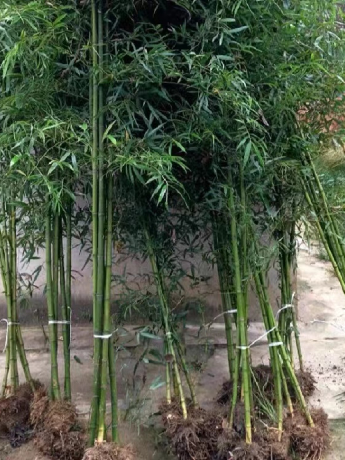 竹子苗庭院植物北方耐寒紫竹苗罗汉竹毛竹盆栽户外风景四季青竹苗-图2