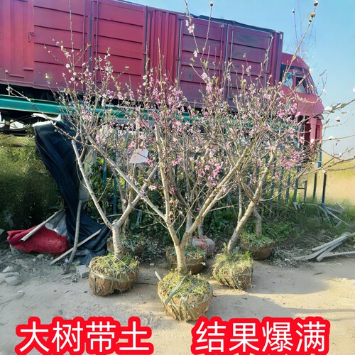 黄桃树桃树果苗嫁接苗冬桃油桃树果苗南方北方种植桃苗当年结果 - 图3