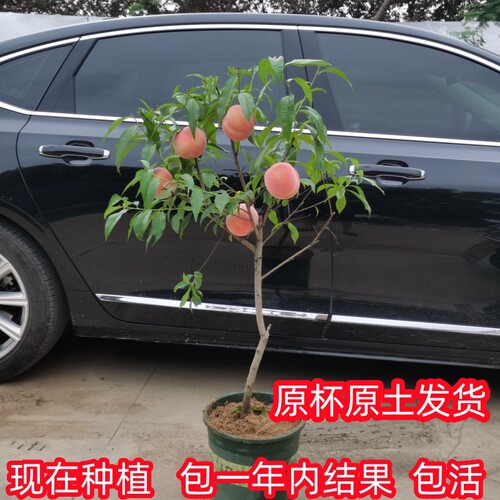 黄桃树桃树果苗嫁接苗冬桃油桃树果苗南方北方种植桃苗当年结果 - 图0