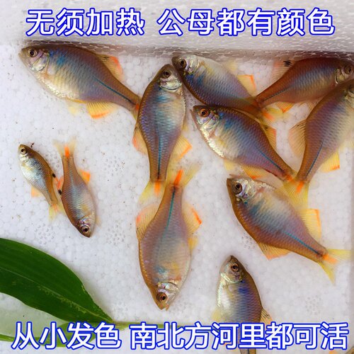 观赏鱼活体原生稀有群游小型淡水 - 图2