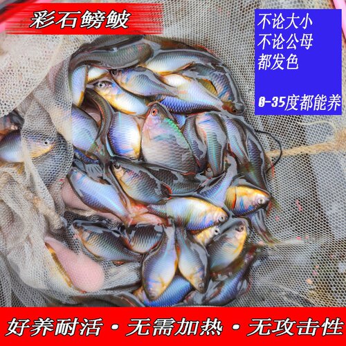 观赏鱼活体原生稀有群游小型淡水 - 图3