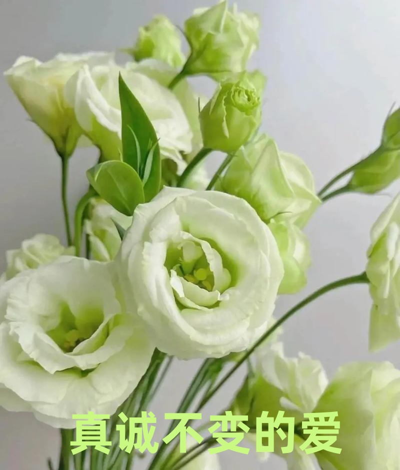 云南重瓣洋桔梗花苗多年生易养活庭院阳台盆栽花卉四季开花小花苗 - 图3