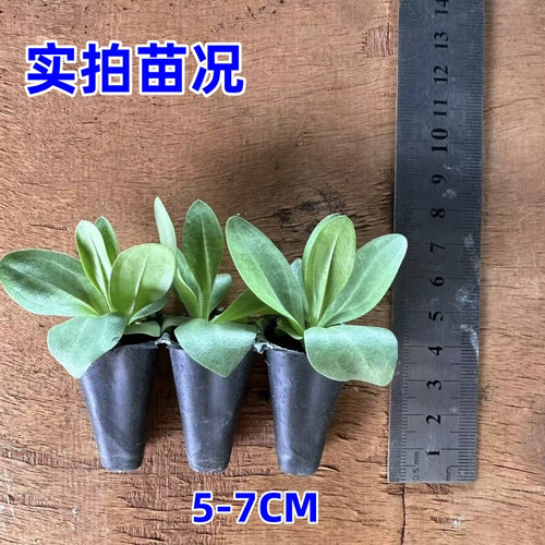 云南重瓣洋桔梗小苗多年生易养活庭院阳台盆栽花卉带穴盘保护发货 - 图0