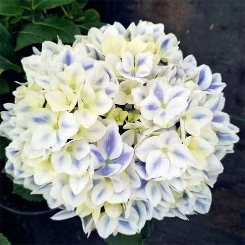 云南绣球花苗基地阳台庭院无尽夏八仙花盆栽地栽耐寒花期好种 - 图0