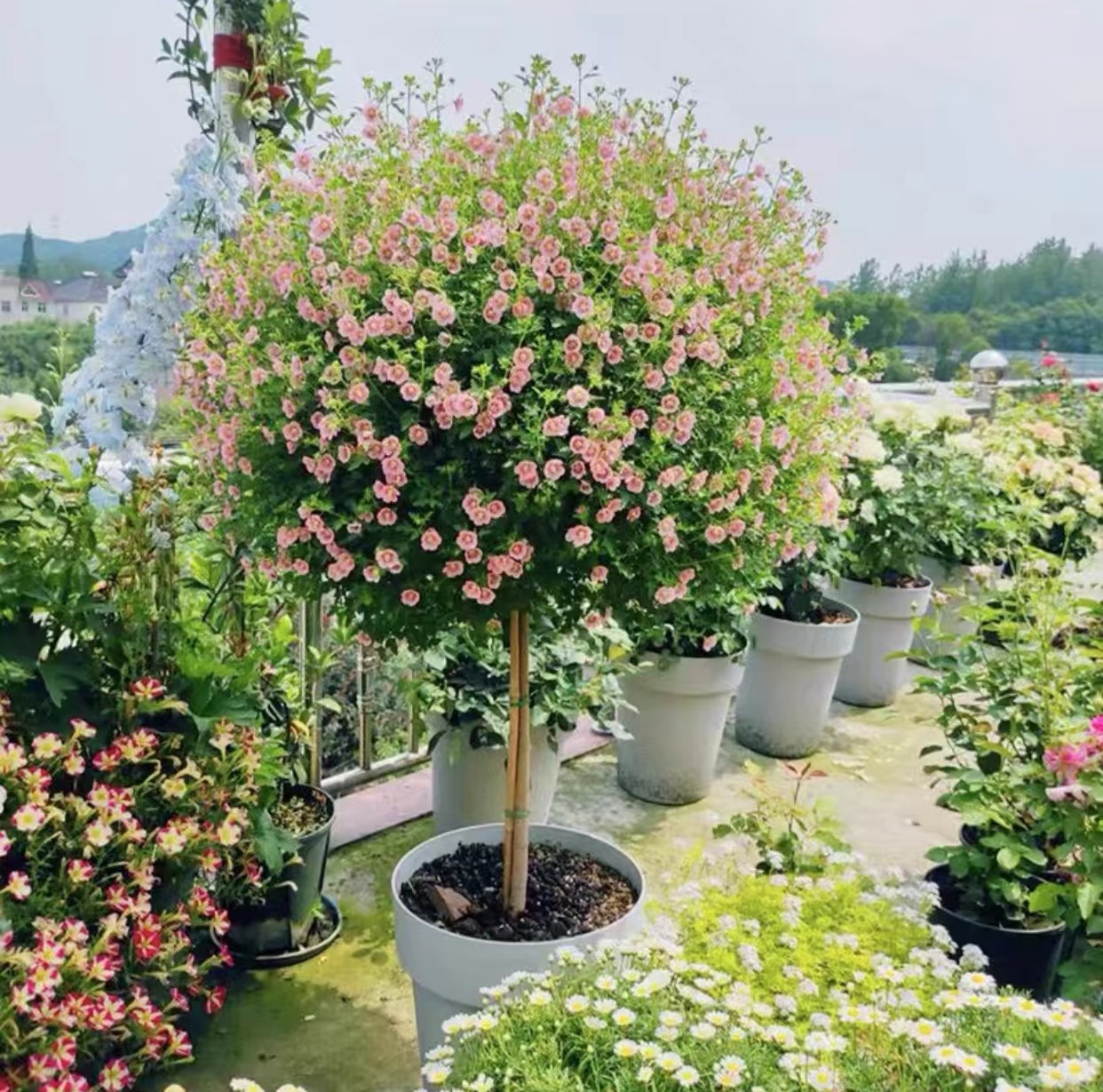 小木槿棒棒糖花苗带花苞盆栽四季开花室内外阳台植物好养易活花卉 - 图0