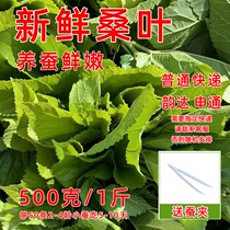 Tongrentang freeze-dried mulberry leaf tea special grade tender cream mulberry leaf wild mulberry leaf 2023 New stock 250g bubbles