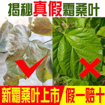 The efficacy and action of the mulberry leaf tea after the frost fall the official flagship store of the hypoglycemic cream mulberry leaf