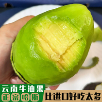 Yunnan Menglian cattle oil fruit fresh fruit when season domestic Hass Haas avocado is now removed without black silk fine and mellow