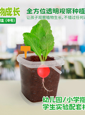儿童种植小盆栽幼儿园向日葵草莓种子黄瓜西瓜种籽植物生长观察盒