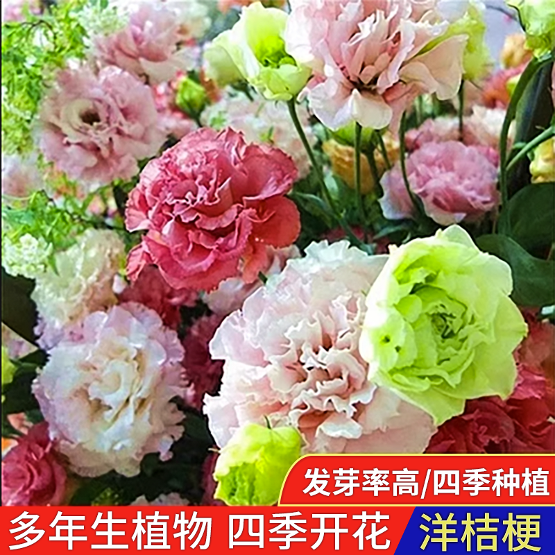 云南直发重瓣洋桔梗花苗多年生易活开花快四季开花阳台庭院易种植 - 图2