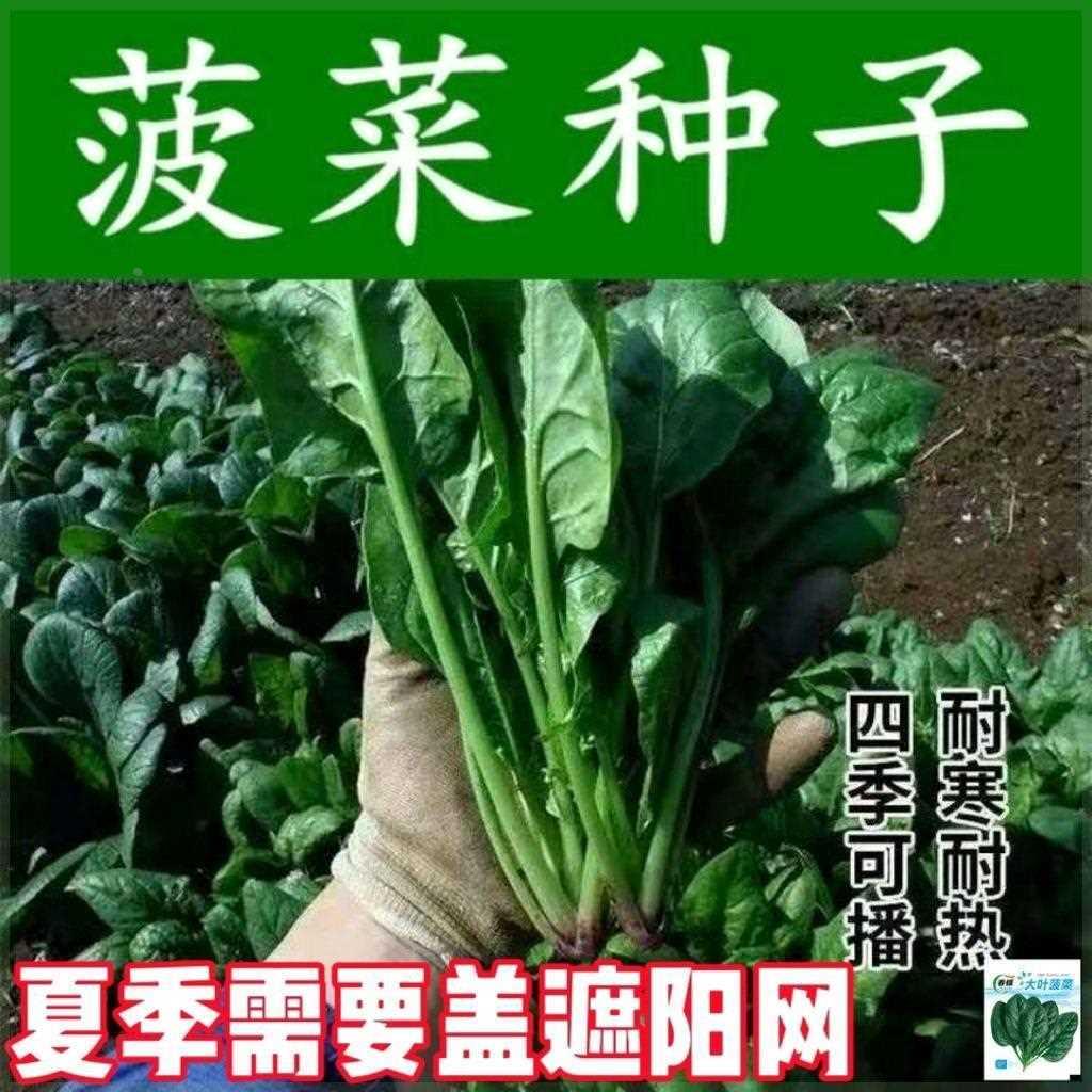 耐高温大叶菠菜种子菠菜高产耐热籽种自农家夏季秋季种菠菜四季种 - 图0