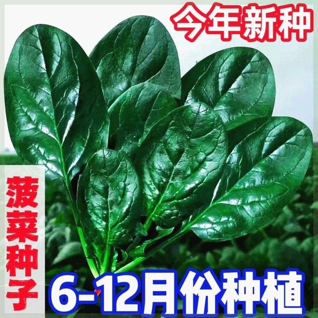 耐高温大叶菠菜种子菠菜高产耐热籽种自农家夏季秋季种菠菜四季种 - 图2