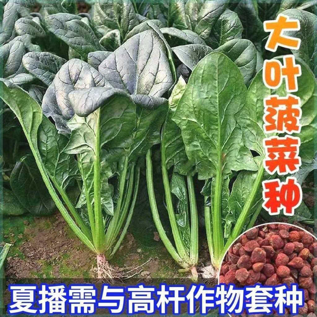 耐高温大叶菠菜种子菠菜高产耐热籽种自农家夏季秋季种菠菜四季种 - 图1