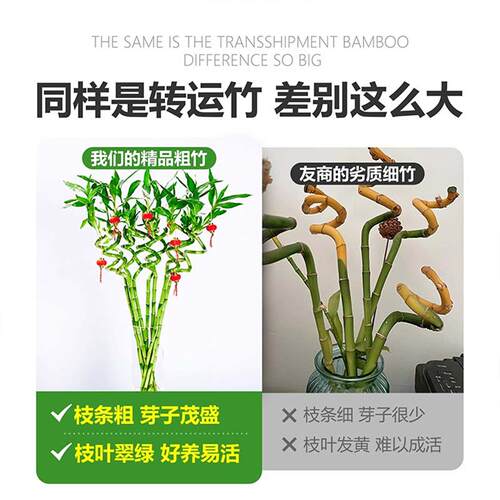 水培植物转运竹室内客厅富贵竹龙竹观音竹办公室桌面四季盆栽绿植 - 图0