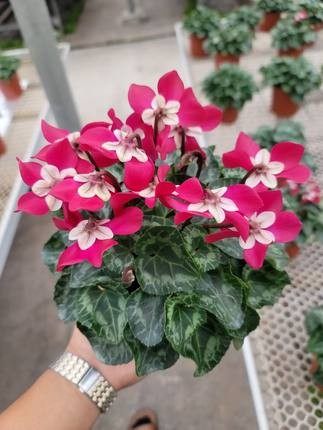 新品仙客来盆栽带花发货好养室内花卉四季花阳台室内盆栽观花植物,淘宝优惠券,粉丝福利购,淘宝优惠卷