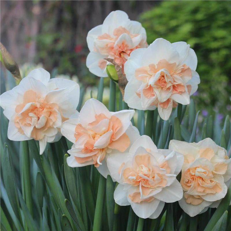 洋水仙种球水培土培进口重瓣四季开花室内盆栽花卉冬季耐寒花种子,淘宝优惠券,粉丝福利购,淘宝优惠卷