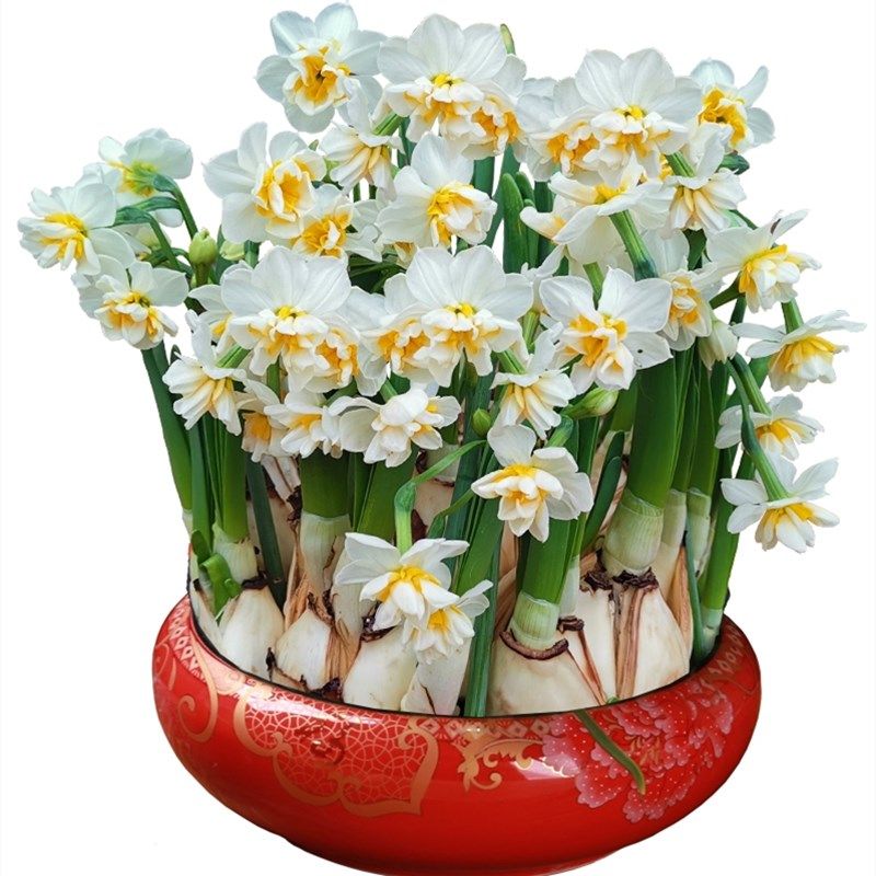 水仙花种球盆栽水培室内四季水养花卉洋水仙植物风信子郁金香种子,淘宝优惠券,粉丝福利购,淘宝优惠卷