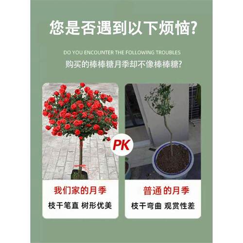嫁接棒棒糖树桩月季花苗当年开花卉室外阳台盆栽植物玫瑰带花好养 - 图0