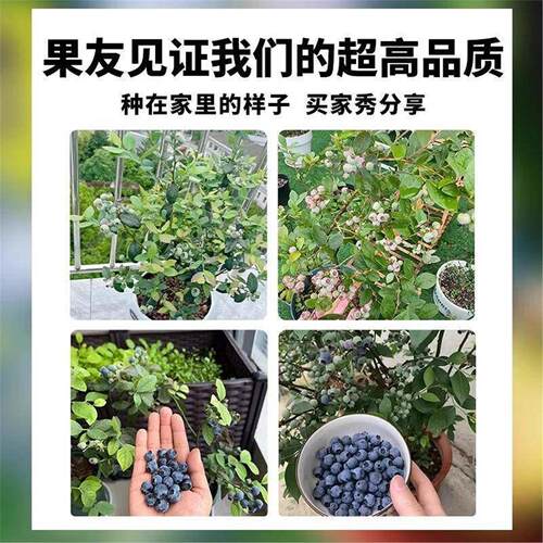 【带花带果】蓝莓树苗盆栽F6南方北方种植特大号果树苗四季结果 - 图3