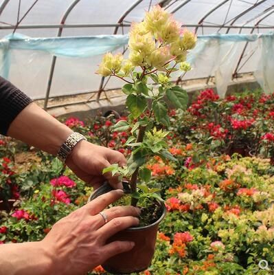 多色嫁接三角梅盆栽带花三角梅勤花品种老桩室内花卉植物四季开花,淘宝优惠券,粉丝福利购,淘宝优惠卷