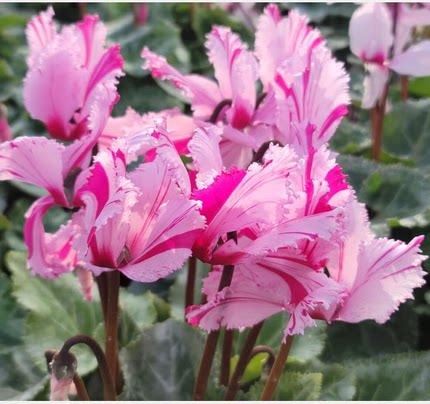 新品仙客来盆栽带花发货好养室内花卉四季花阳台室内盆栽观花植物,淘宝优惠券,粉丝福利购,淘宝优惠卷