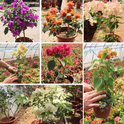 多色嫁接三角梅盆栽带花三角梅勤花品种老桩室内花卉植物四季开花,淘宝优惠券,粉丝福利购,淘宝优惠卷