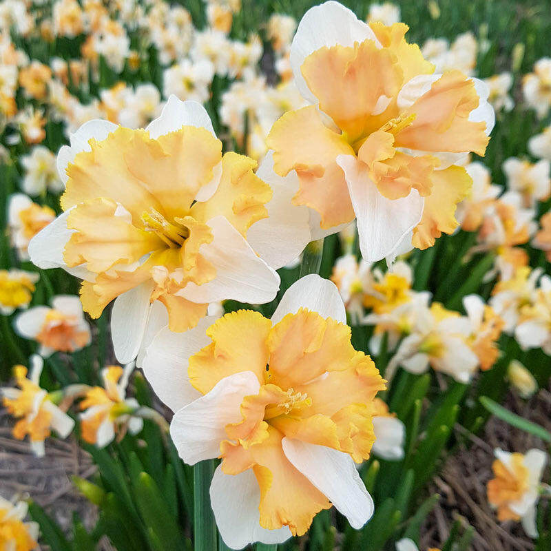 洋水仙种球水培土培进口重瓣四季开花室内盆栽花卉冬季耐寒花种子,淘宝优惠券,粉丝福利购,淘宝优惠卷