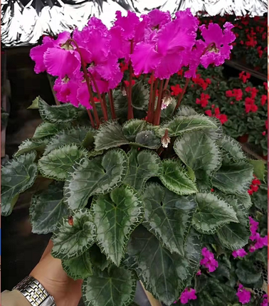 新品仙客来盆栽带花发货好养室内花卉四季花阳台室内盆栽观花植物,淘宝优惠券,粉丝福利购,淘宝优惠卷