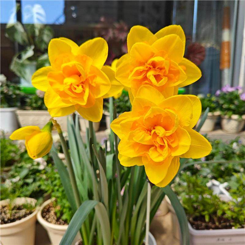 洋水仙种球水培土培进口重瓣四季开花室内盆栽花卉冬季耐寒花种子,淘宝优惠券,粉丝福利购,淘宝优惠卷