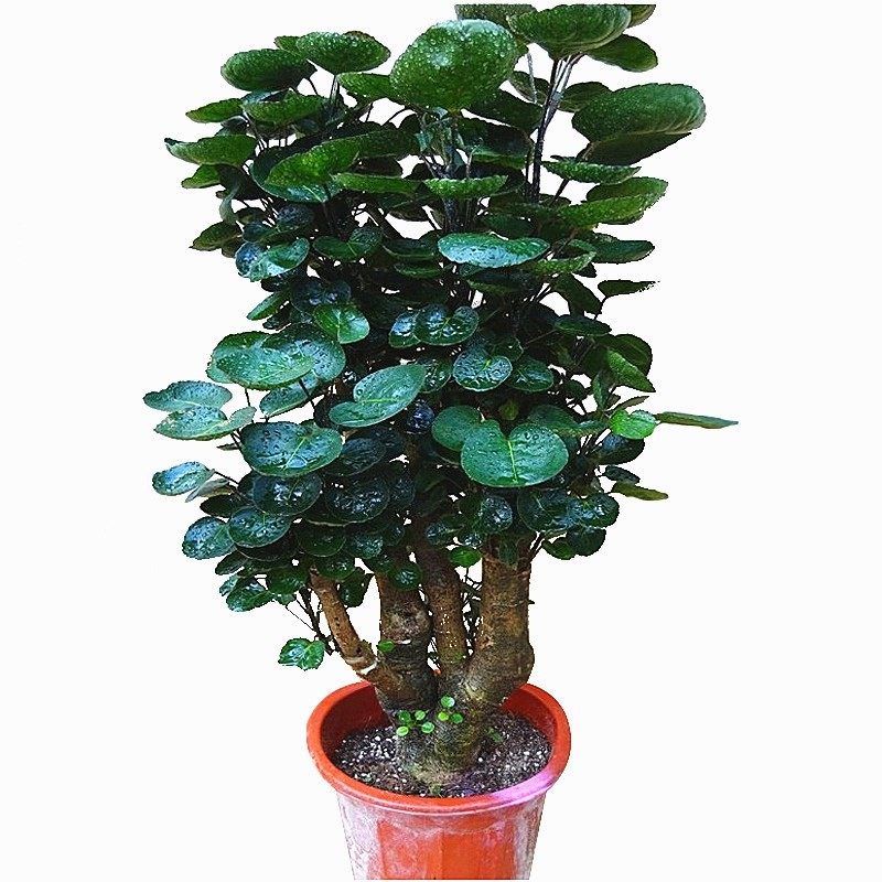 大型绿植金钱兜福禄桐盆栽客厅发财树盆景金钱树圆叶钱串子绿植,淘宝优惠券,粉丝福利购,淘宝优惠卷