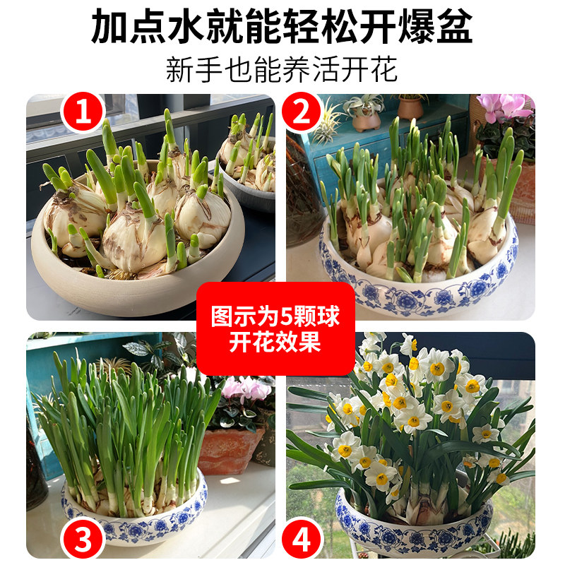 水仙花种球盆栽水培室内四季水养花卉洋水仙植物风信子郁金香种子,淘宝优惠券,粉丝福利购,淘宝优惠卷