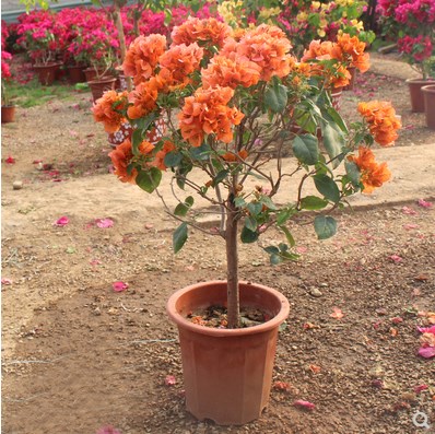 多色嫁接三角梅盆栽带花三角梅勤花品种老桩室内花卉植物四季开花,淘宝优惠券,粉丝福利购,淘宝优惠卷