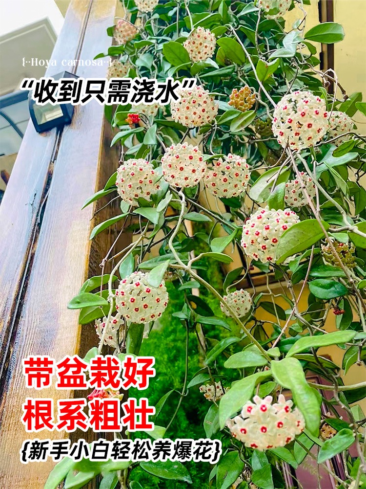 球兰花盆栽大苗绿植吊兰家养花卉植物四季开花常绿室内-图0