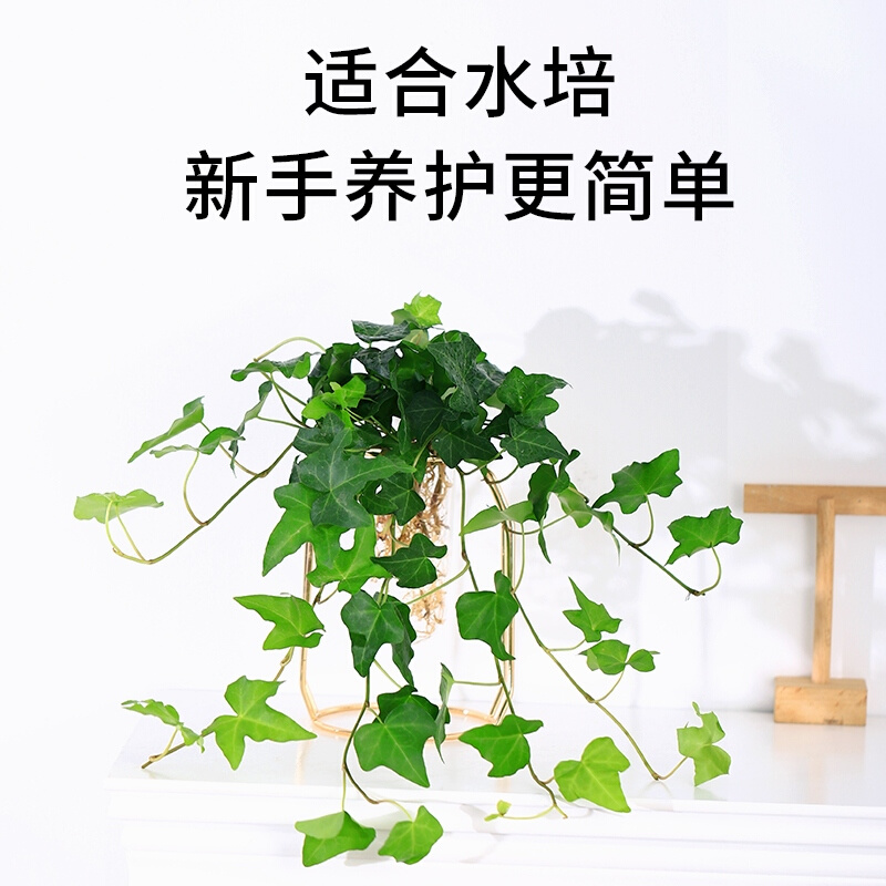 心森岚水培常春藤绿植室内长藤垂吊植物办公室桌面水养爬藤吊兰-图0