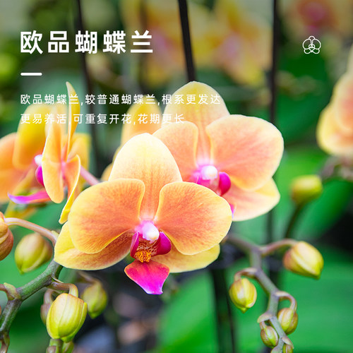 金色池塘欧苗蝴蝶兰盆栽带花带花苞室内花卉开业乔迁鲜花节日礼物 - 图0