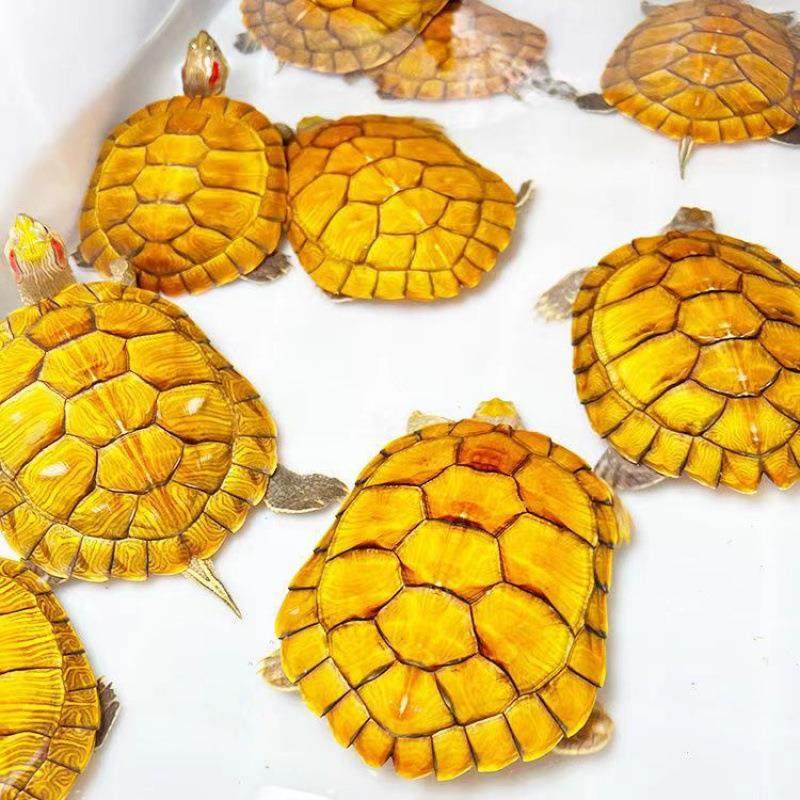 小活乌龟金物巴侣西黄龟宠物ZY1688-M观赏龟情龟,淘宝优惠券,粉丝福利购,淘宝优惠卷
