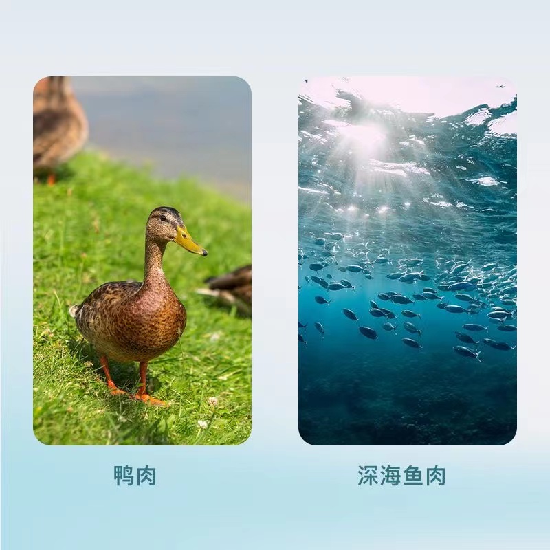 彼特堡流浪猫鲜肉猫粮8斤装全价营养幼猫成猫全阶段主粮通用1斤 - 图3